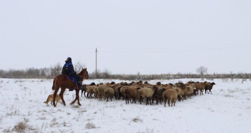 Мал өсірушілер енді төмендетілген пайызбен несие ала алады