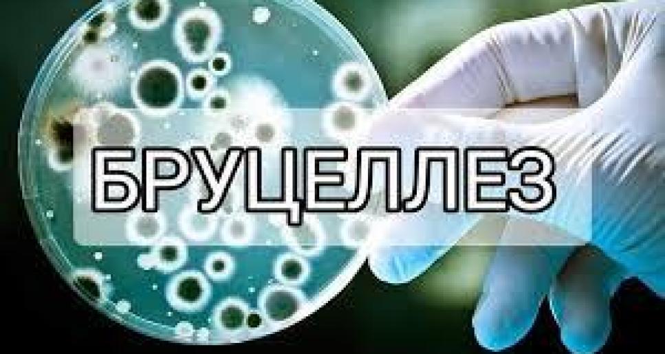 «Бруцеллез ауруы туралы не білеміз»