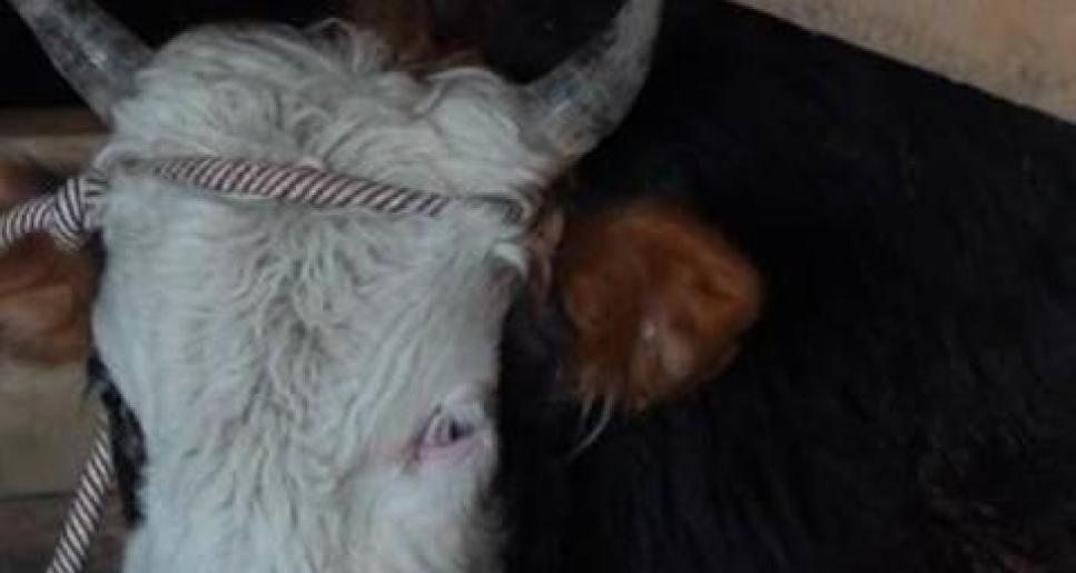 Атырауда «Мал ұрысы» жедел-профилактикалық іс-шарасы басталды